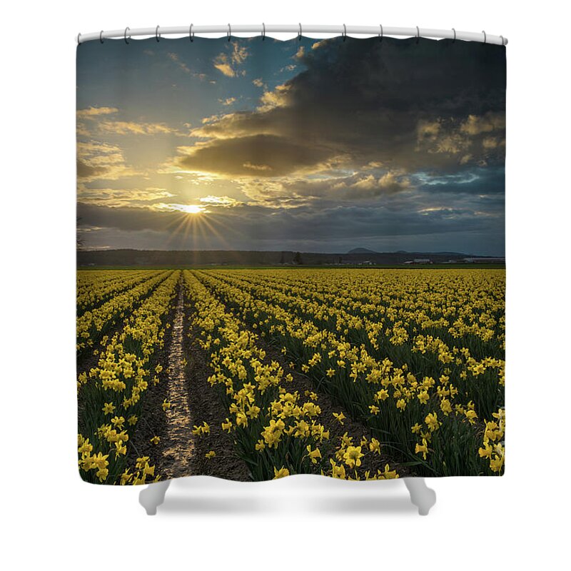Daffodils Shower Curtain featuring the photograph Skagit Daffodils Golden Sunstar Evening by Mike Reid