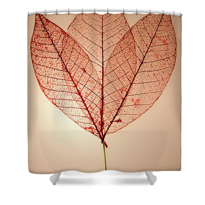 Leaves Shower Curtain featuring the photograph Skeleton Leaves by Susan Cliett