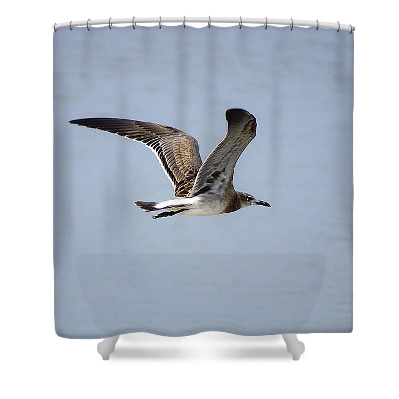 Seagull Shower Curtain featuring the photograph Skimming Seagull by Kenneth Albin
