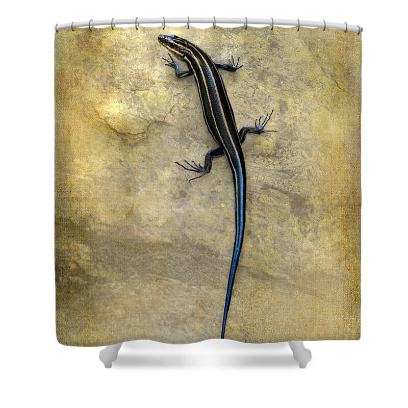 Lizard Shower Curtain featuring the photograph Skink by Kathy Russell