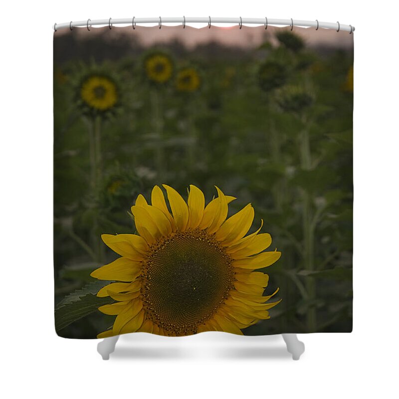 Sun Shower Curtain featuring the photograph SKN 2181 Sunflower and Sunset by Sunil Kapadia