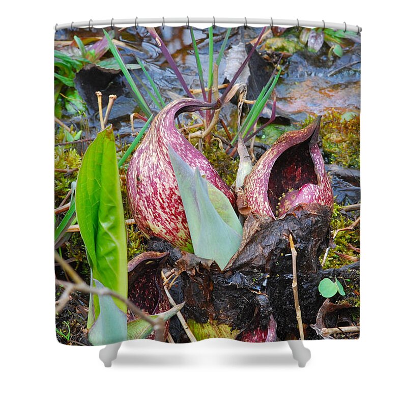 Skunk Cabbage Shower Curtain featuring the photograph Skunk Cabbage 2801 by Michael Peychich