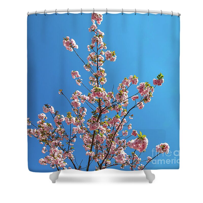 Cherry Blossom Shower Curtain featuring the photograph Sky Cherry Blossom by Benny Marty