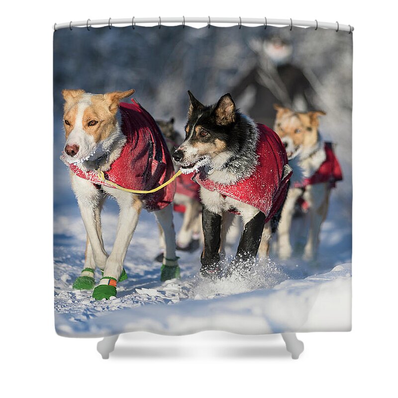 Alaska Shower Curtain featuring the photograph Sled Dog Team by Scott Slone