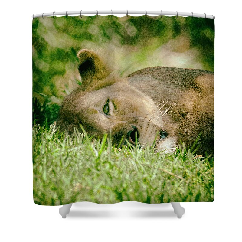 Lions Shower Curtain featuring the photograph Sleeoing Lioness by Lawrence Knutsson