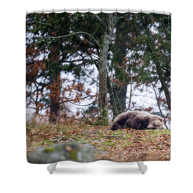 Bear Shower Curtain featuring the photograph Sleeping Bear by Torbjorn Swenelius