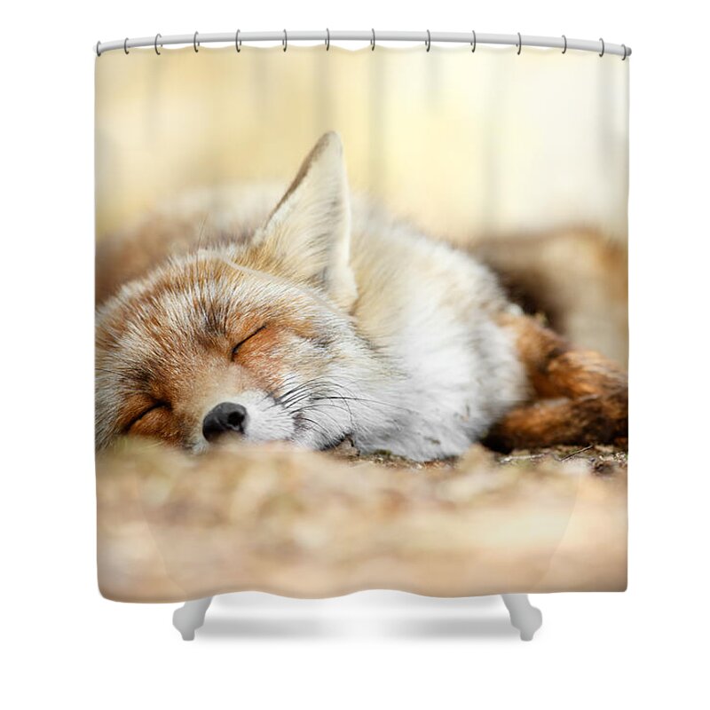 Red Fox Shower Curtain featuring the photograph Sleeping Beauty -Red fox in rest by Roeselien Raimond