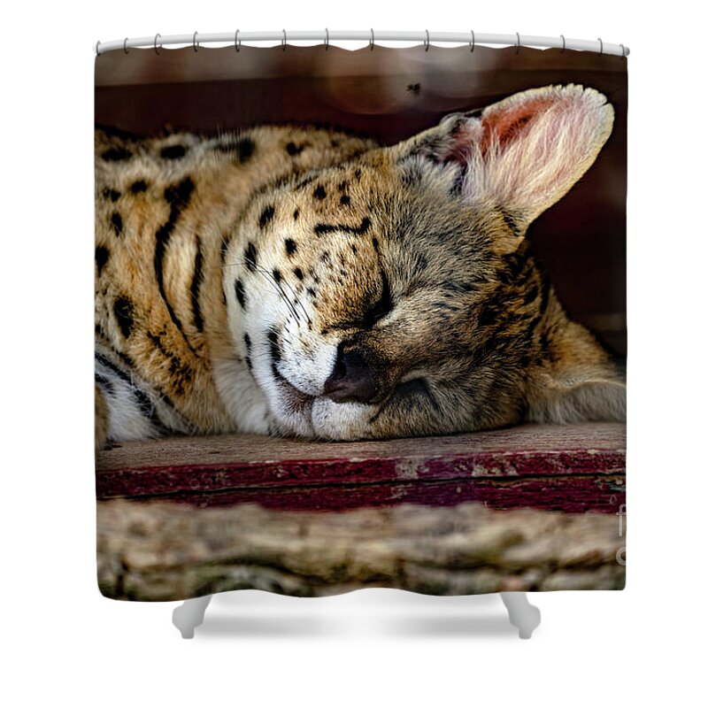 Lynx Cat Shower Curtain featuring the photograph Sleeping beauty by Sam Rino