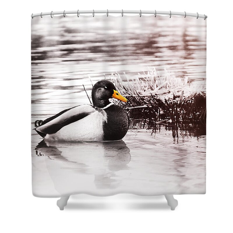 Duck Shower Curtain featuring the photograph Sleeping Duck by Jaroslav Buna
