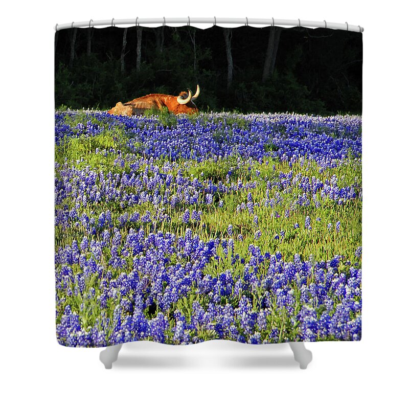 Cow Shower Curtain featuring the photograph Sleeping Longhorn in Bluebonnet Field by Ted Keller