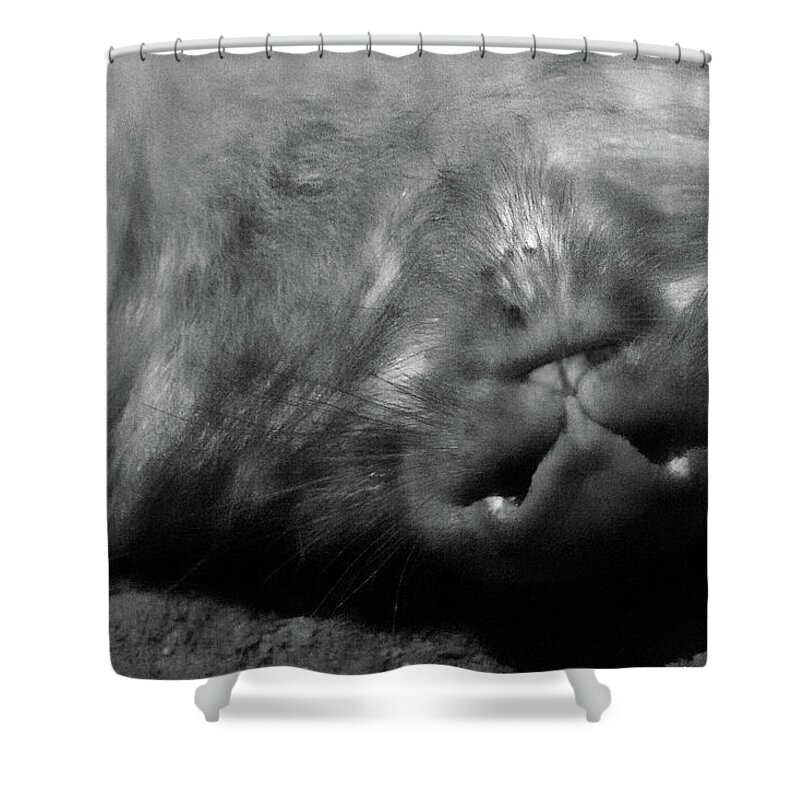 Bare Nosed Wombat Shower Curtain featuring the photograph Sleeping Wombat by Miroslava Jurcik