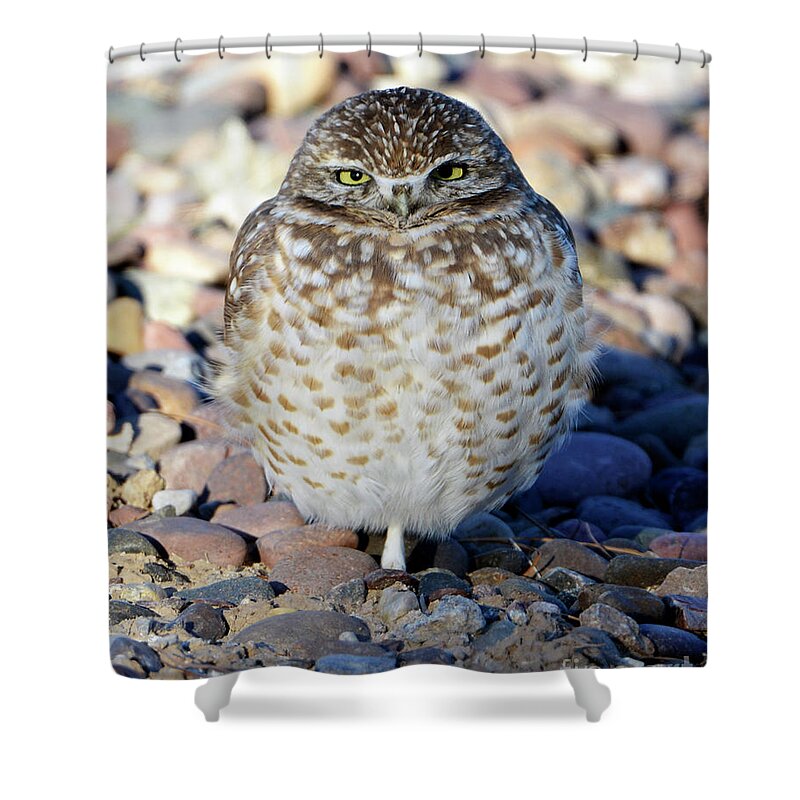 Denise Bruchman Shower Curtain featuring the photograph Sleepy Burrowing Owl by Denise Bruchman
