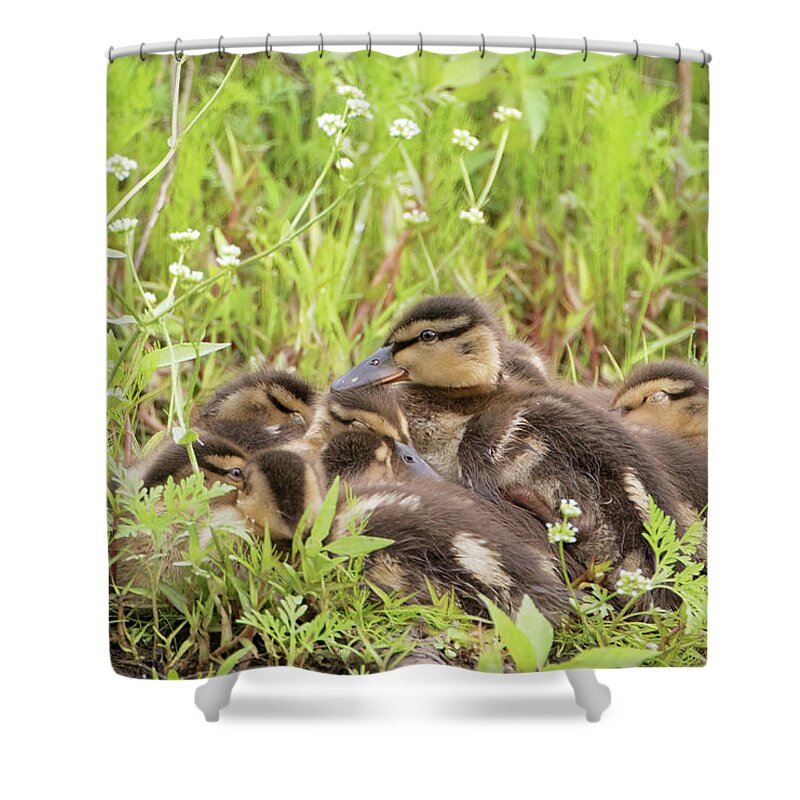 Duck Shower Curtain featuring the photograph Sleepy Ducklings by Eilish Palmer