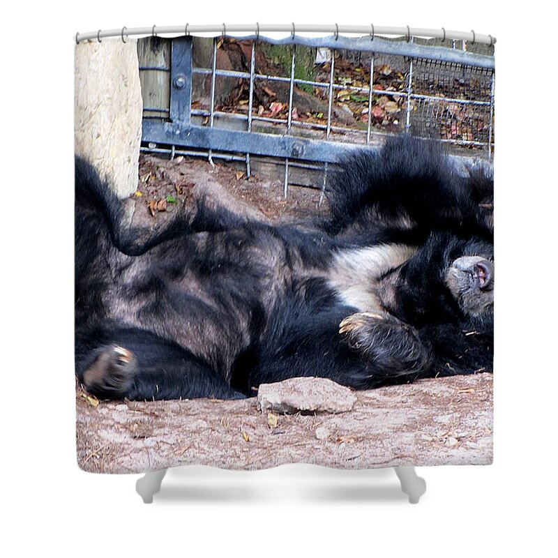 Bear Shower Curtain featuring the photograph Sloth Bear by Christopher Mercer