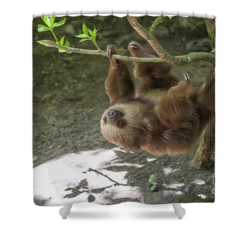 Two Shower Curtain featuring the photograph Sloth in tree by Patricia Hofmeester