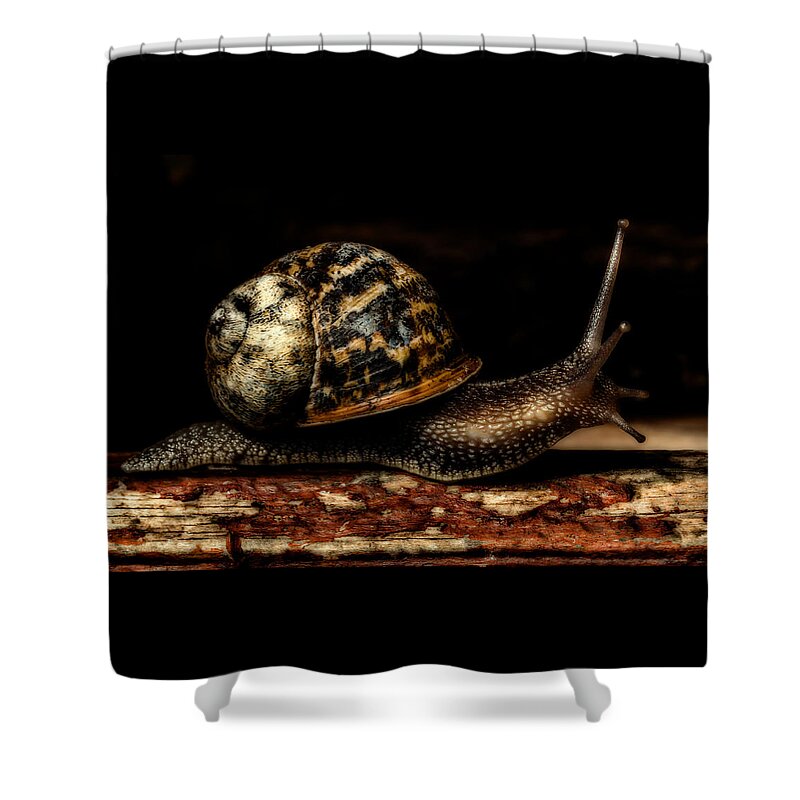 Birds & Animals Shower Curtain featuring the photograph Slow Mover by Nick Bywater
