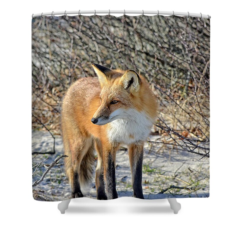 Fox Shower Curtain featuring the photograph Sly little fox by Sami Martin