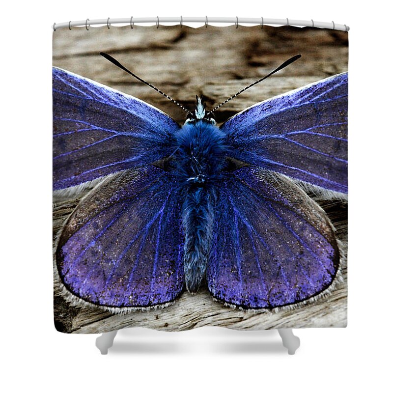 Small Blue Shower Curtain featuring the photograph Small Blue Butterfly On A Piece Of Wood In Ireland by Pierre Leclerc Photography