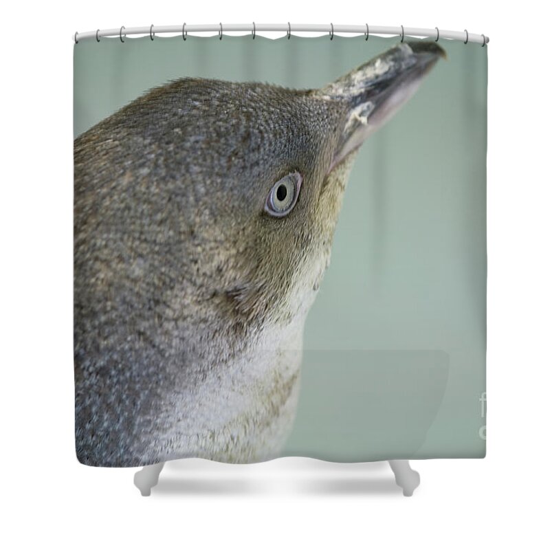 Penguin Shower Curtain featuring the photograph Small blue penguin by Patricia Hofmeester