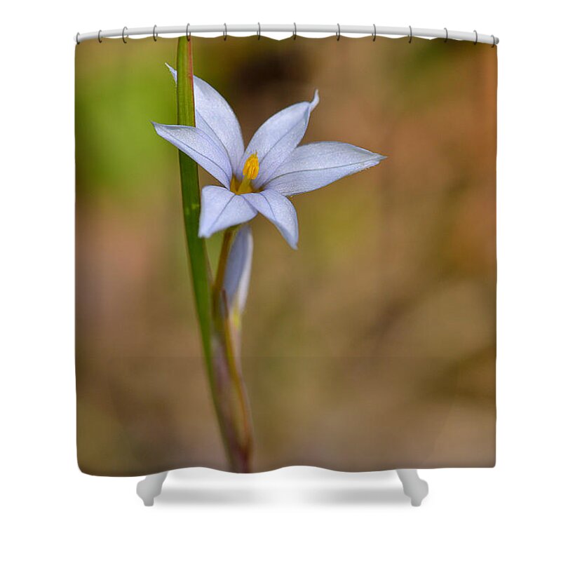 White Small Lavender Flower Spring Plant Nature Shower Curtain featuring the photograph Small Lavender Flower 6378 by Ken DePue