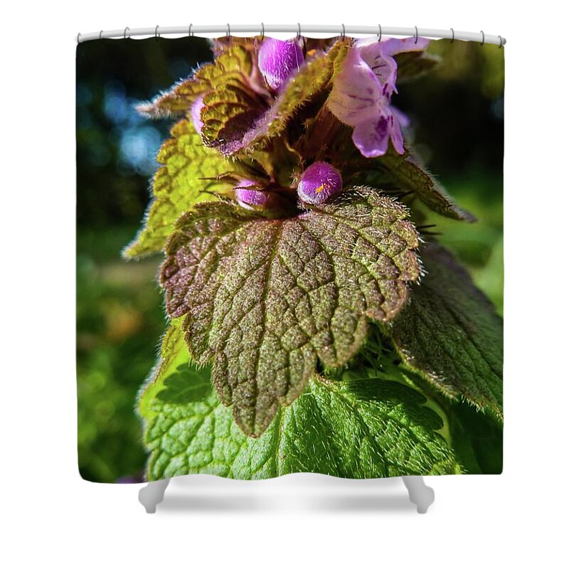 A Path Of Petals Shower Curtain featuring the photograph Small Mauve Flowers 7 by Jean Bernard Roussilhe