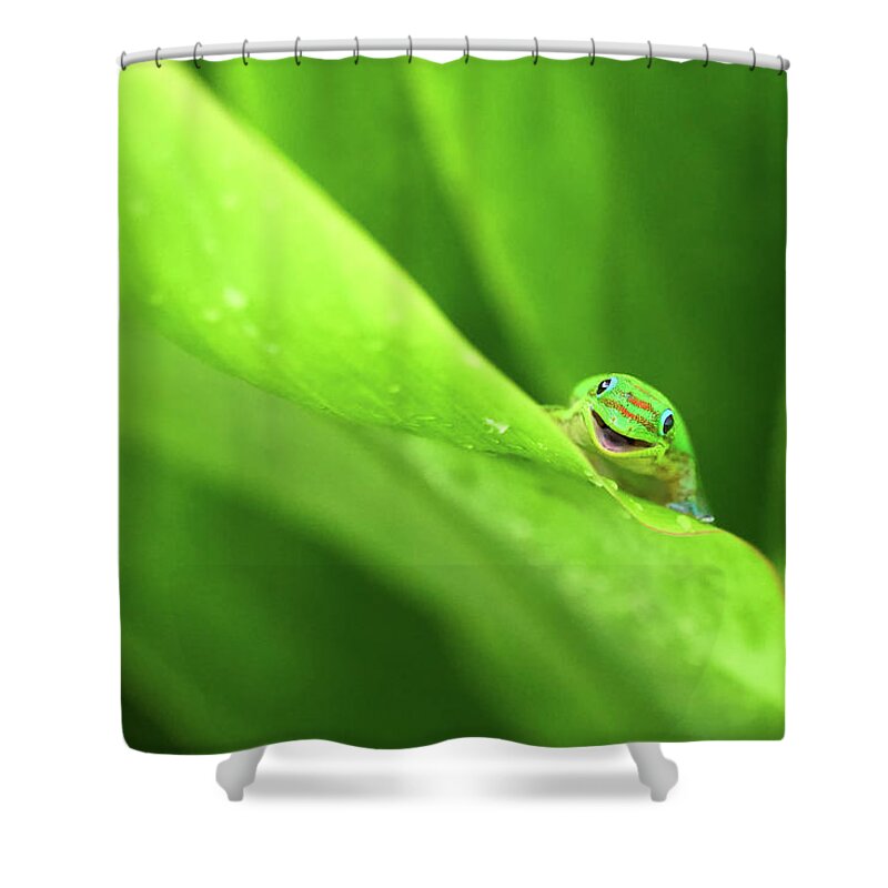 Gecko Shower Curtain featuring the photograph Smiling Gecko by Christopher Johnson