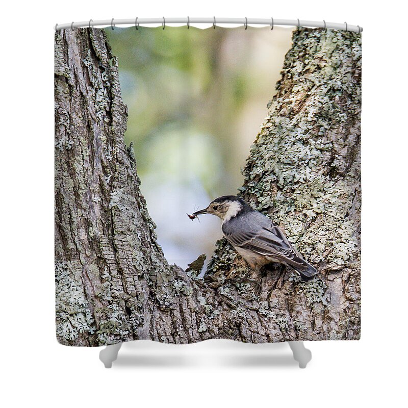 Nuthatch Shower Curtain featuring the photograph Snack Time by Darryl Hendricks