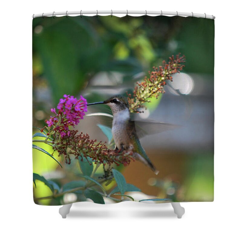Hummingbird Shower Curtain featuring the photograph Snack Time by Lori Tambakis
