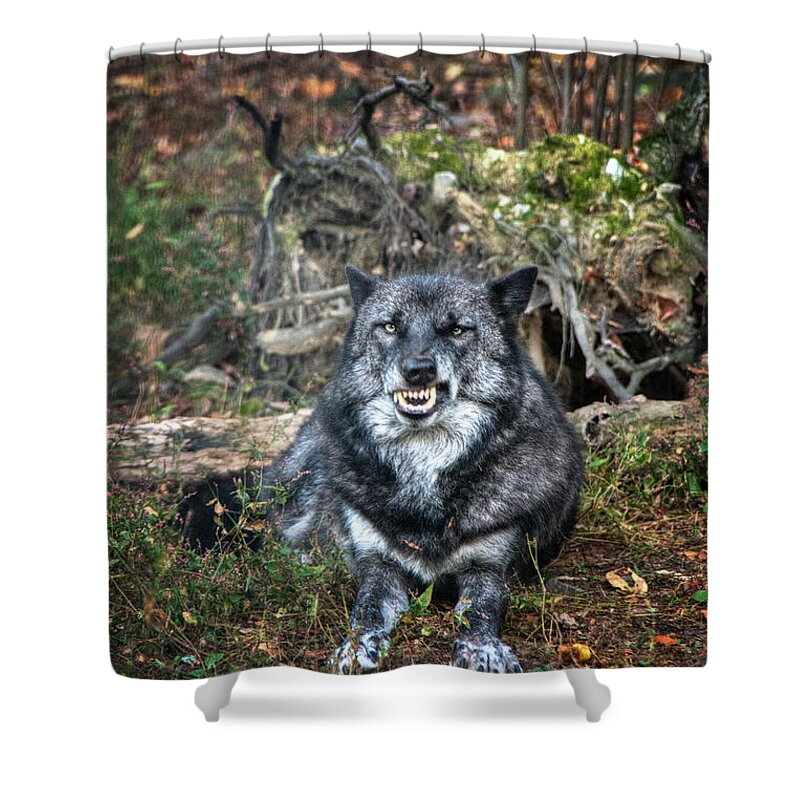 Snarl For The Camera Shower Curtain featuring the digital art Snarl for the Camera by William Fields