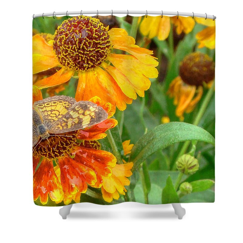 Helenium Shower Curtain featuring the photograph Sneezeweed by Shelley Neff