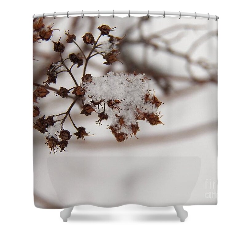 Snow Shower Curtain featuring the photograph Snow and Growth by Corinne Elizabeth Cowherd