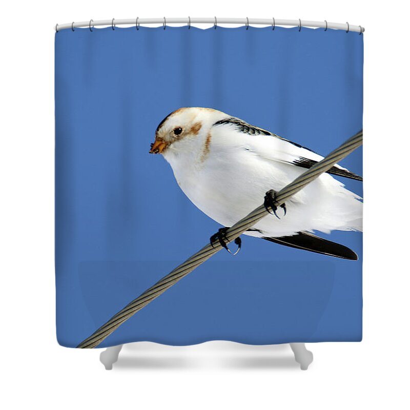 Snow Bunting Shower Curtain featuring the photograph Snow Bunting by Brook Burling