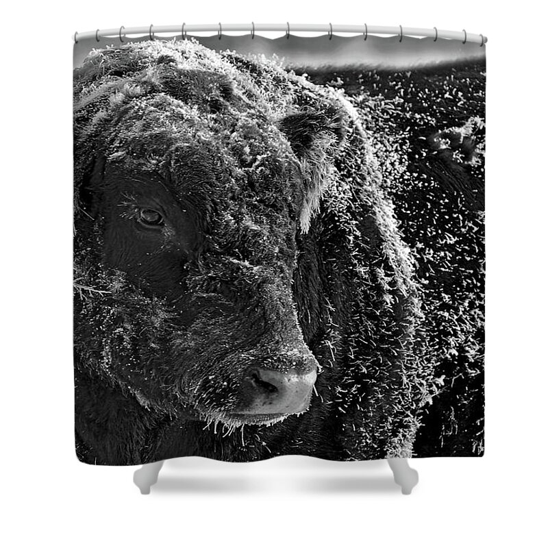 Ice Shower Curtain featuring the photograph Snow Covered Ice Bull by Amanda Smith
