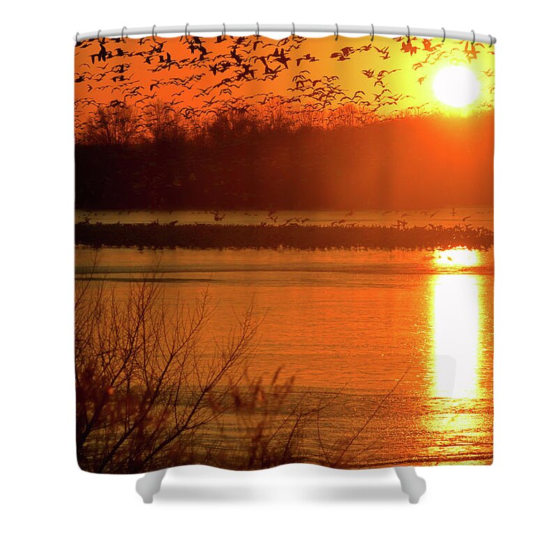 Snow Geese Shower Curtain featuring the photograph Snow Geese at Sunrise by William Jobes