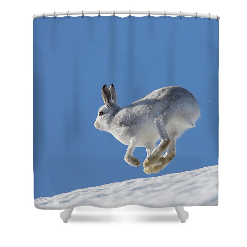 Mountain Hare Shower Curtain featuring the photograph Snow Hare by Arterra Picture Library