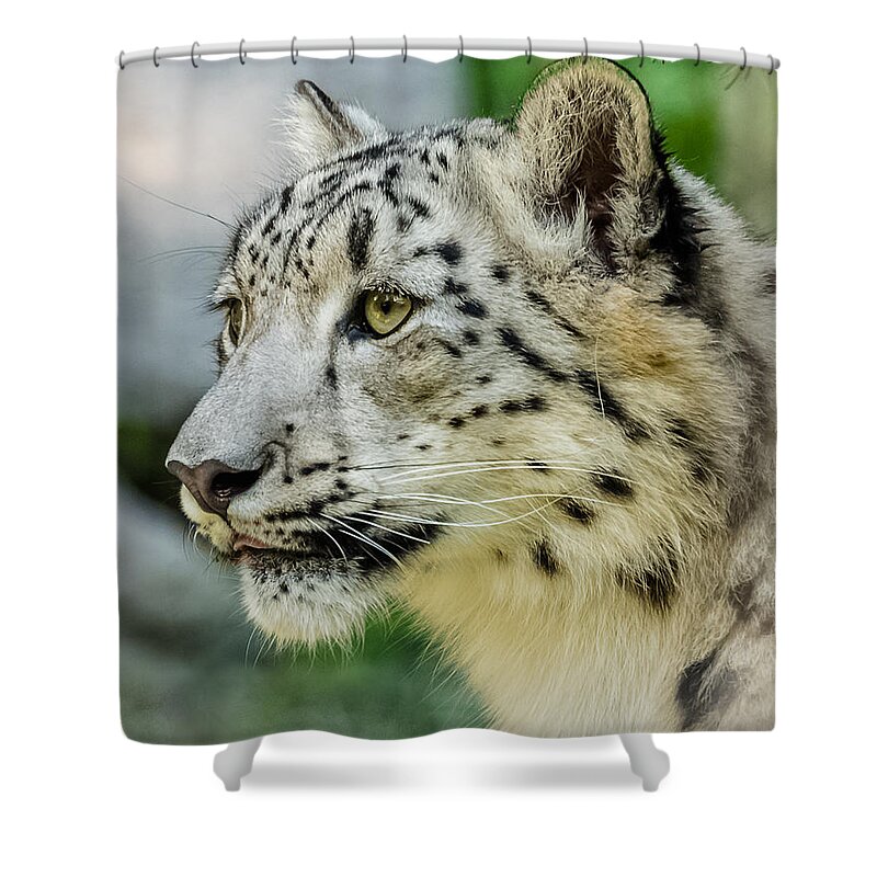 Snow Leopard Shower Curtain featuring the photograph Snow Leopard Portrait by Yeates Photography