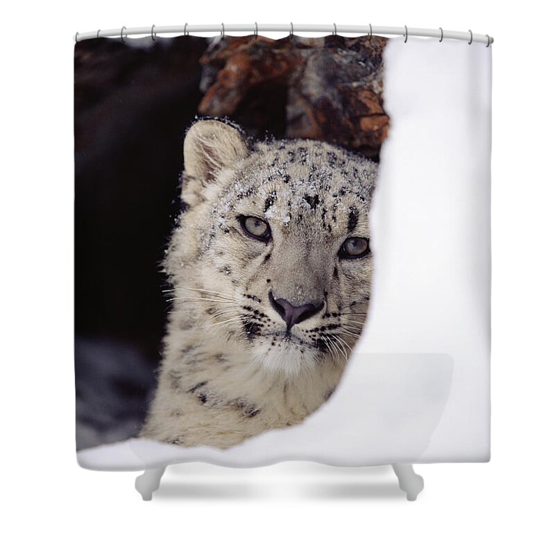 Mp Shower Curtain featuring the photograph Snow Leopard Uncia Uncia Adult, Looking by Tim Fitzharris