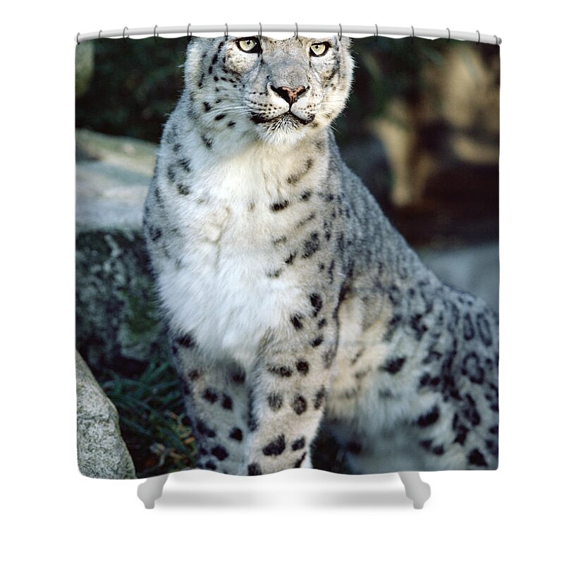 Mp Shower Curtain featuring the photograph Snow Leopard Uncia Uncia Portrait by Gerry Ellis