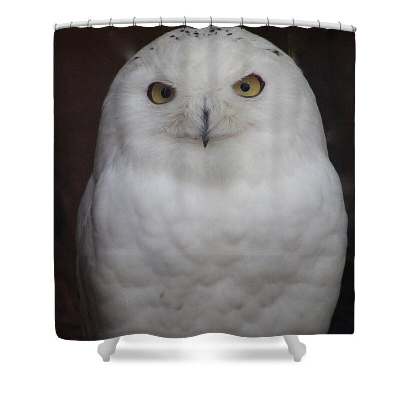 Snow Owl Shower Curtain featuring the photograph Snow Owl by Debra   Vatalaro