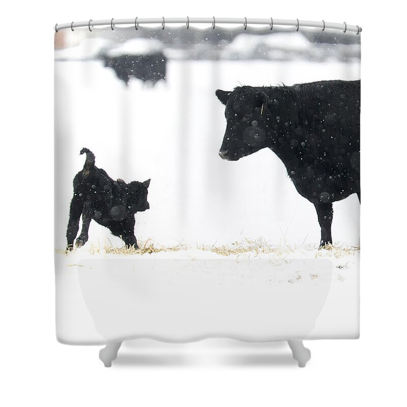 Calf Shower Curtain featuring the photograph Snow play by Michael Dawson