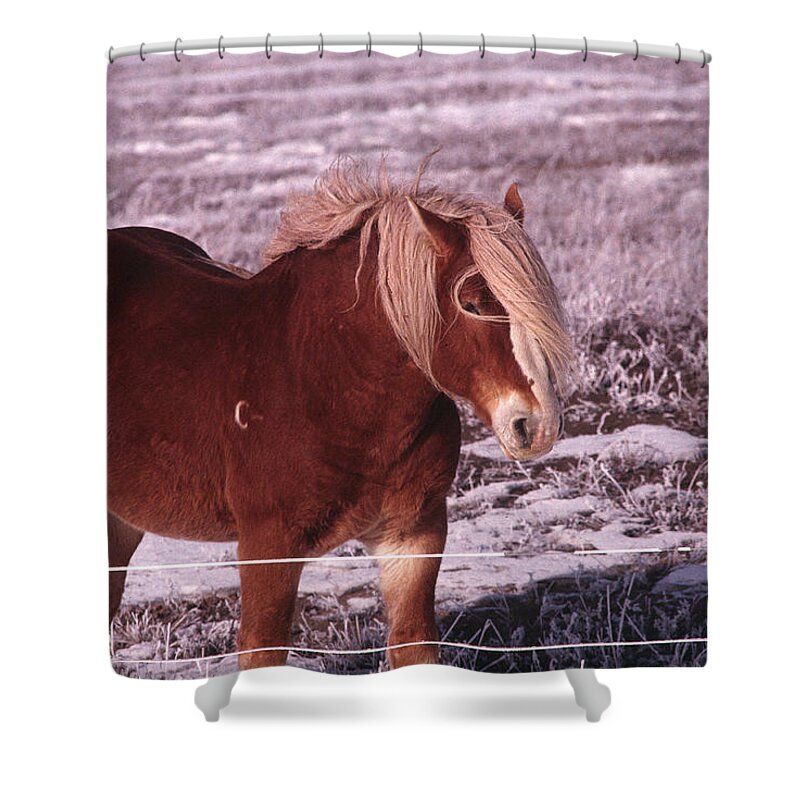 Ponies Pony Winter Snow North Dakota Shower Curtain featuring the photograph Snow Ponies-2 by William Kimble