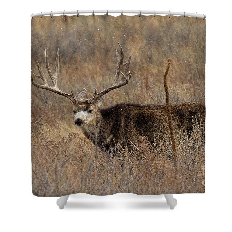 Mule Deer. Mule Deer Buck Shower Curtain featuring the photograph Snow Showers by Jim Garrison