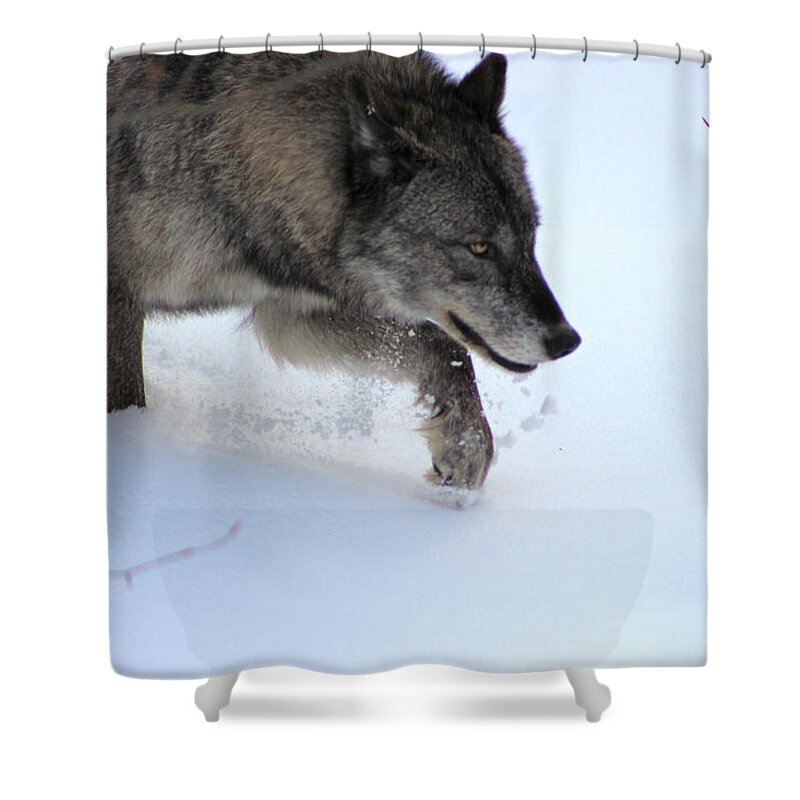 Wolf Shower Curtain featuring the photograph Snow Walker by Azthet Photography