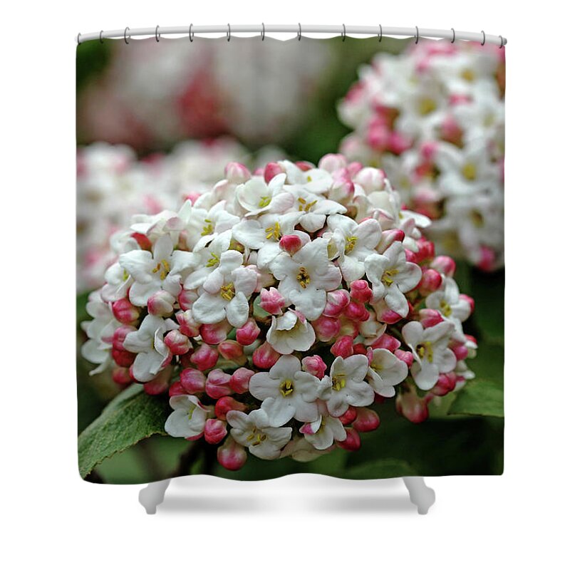Snowball Shower Curtain featuring the photograph Snowballs With Flush Of Pink by Debbie Oppermann