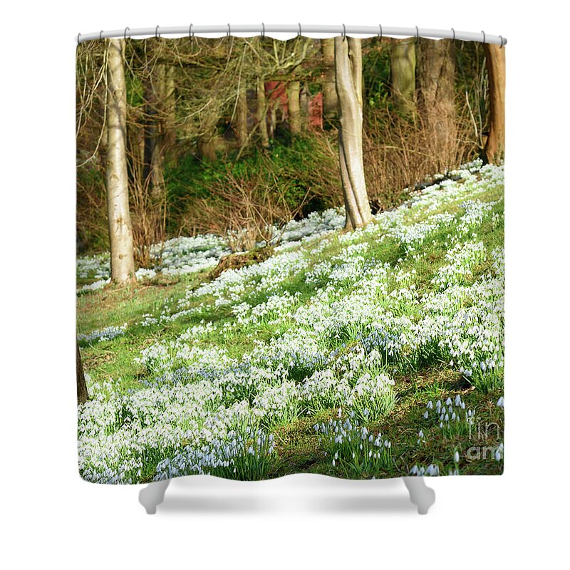 Gloucestershire Shower Curtain featuring the photograph Snowdrops by Colin Rayner