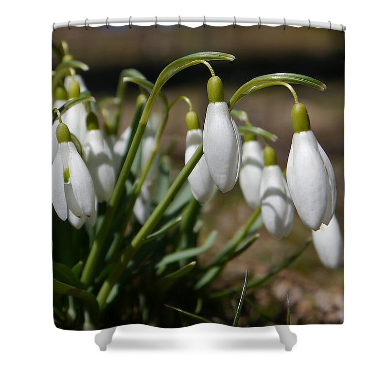 Richard Reeve Shower Curtain featuring the photograph Snowdrops II by Richard Reeve