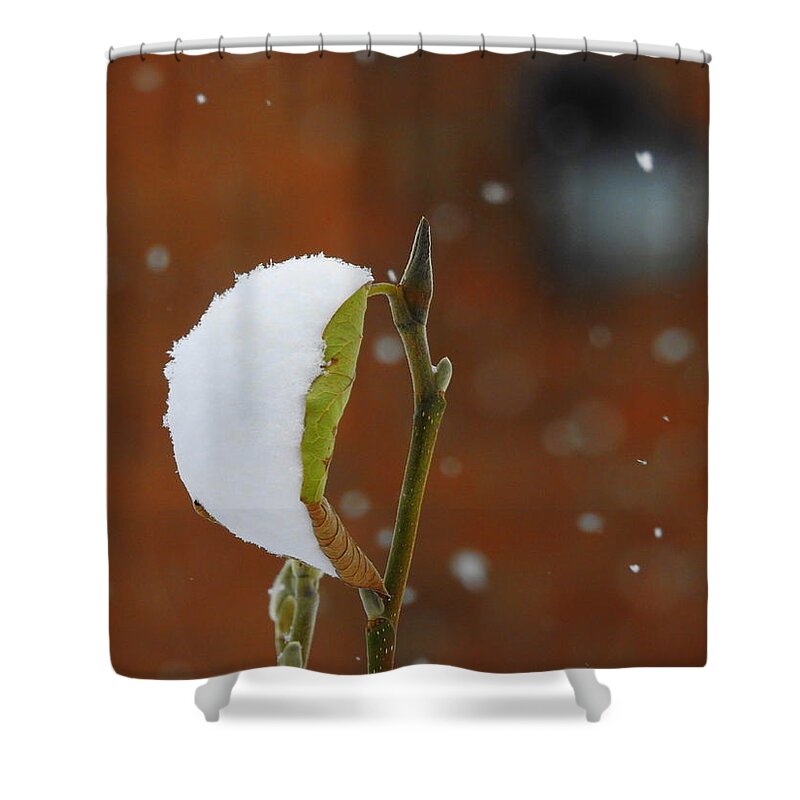 Magnolia Tree Shower Curtain featuring the photograph Snowing by Betty-Anne McDonald