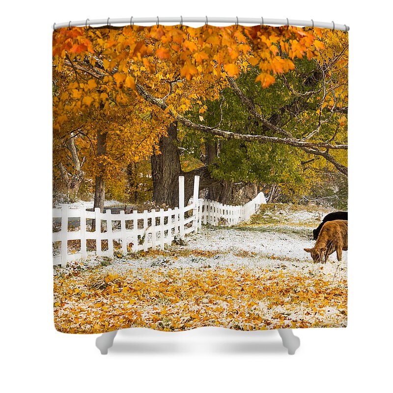 Cow Shower Curtain featuring the photograph Snowliage Cows by Tim Kirchoff