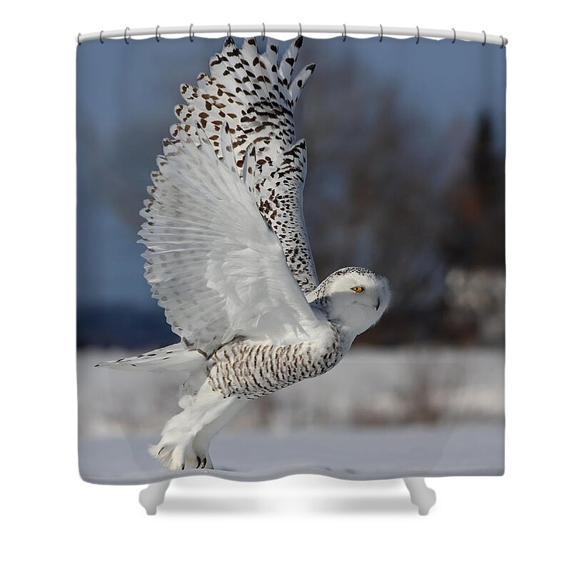 Angel Shower Curtain featuring the photograph Snowy Angel by Mircea Costina Photography
