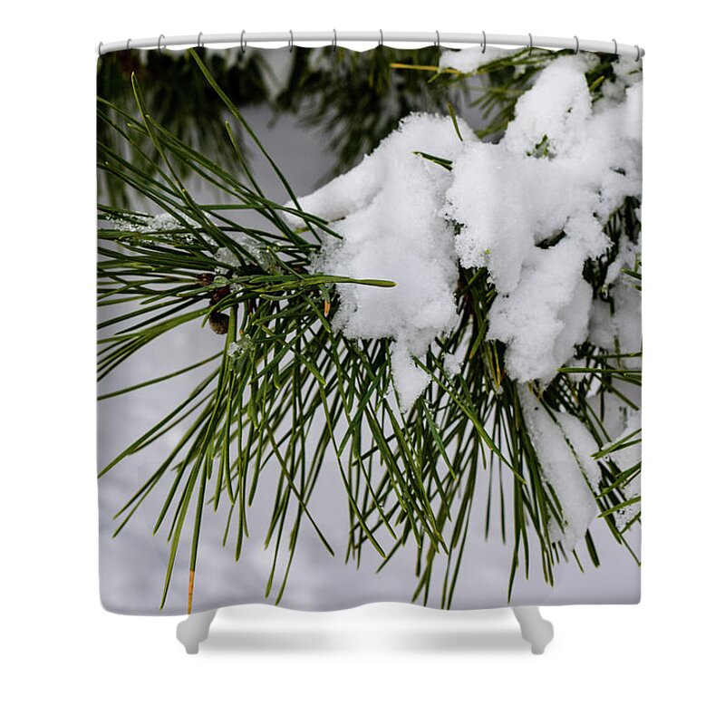Snow Shower Curtain featuring the photograph Snowy Branch by Nicole Lloyd